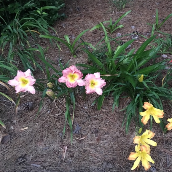 Meet your Posher, Kyndra - Picture 1 of 1